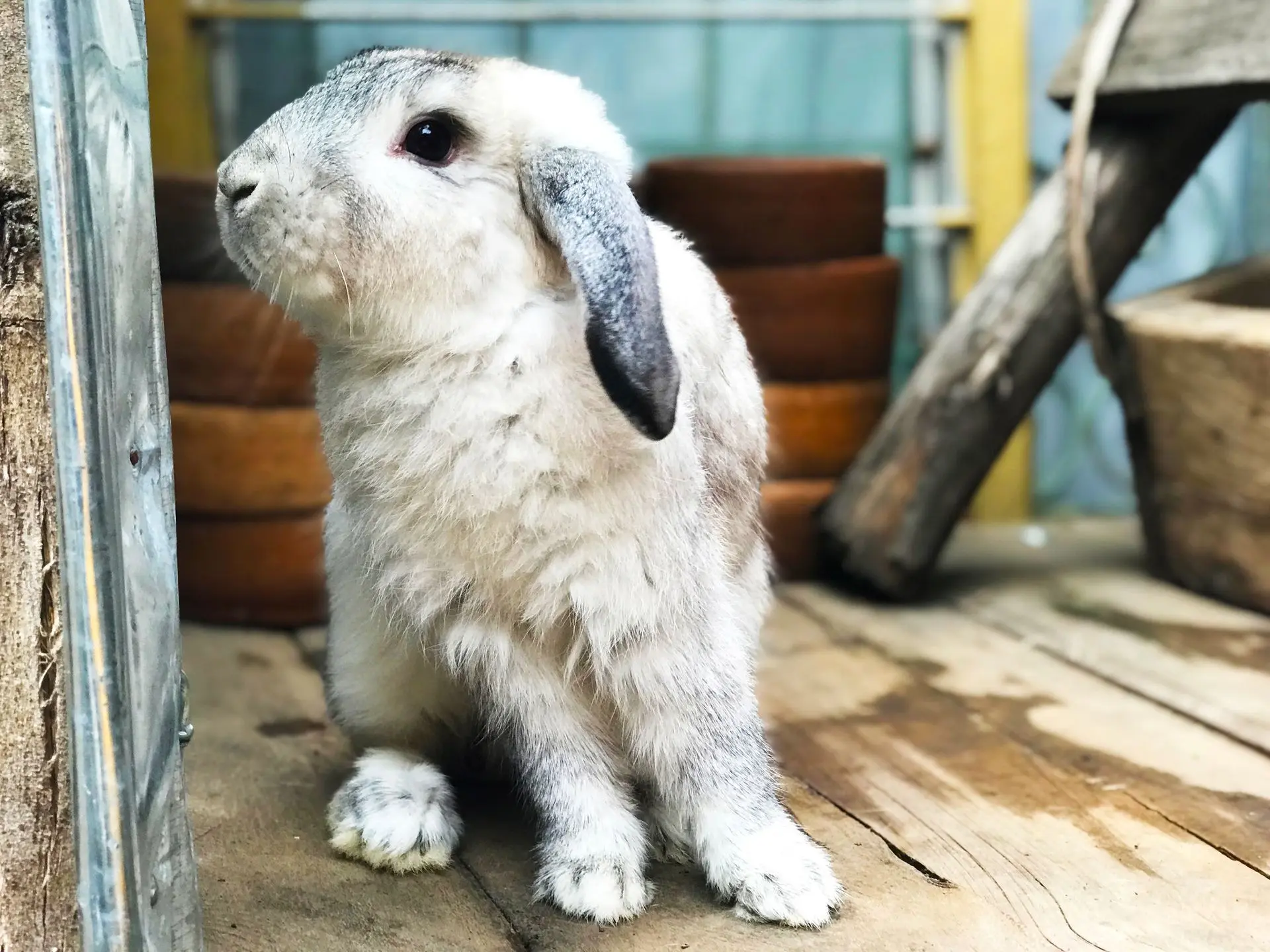 rabbit, pet for sale 